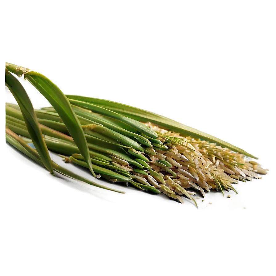 Rice Plant Png 92 PNG Image