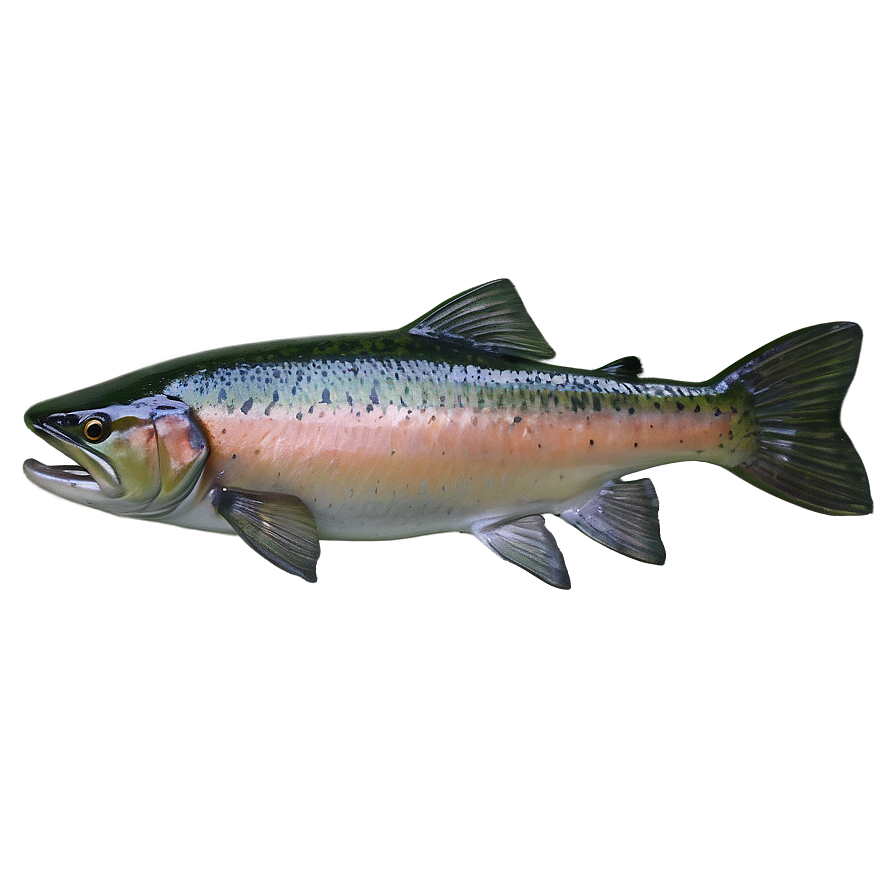 Riggins Idaho Salmon Fishing Png Kep84 PNG Image