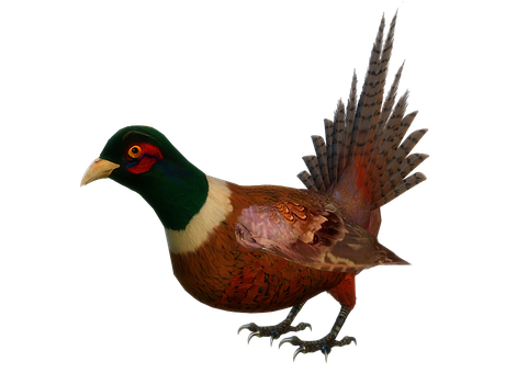 Ringnecked Pheasant Portrait PNG Image