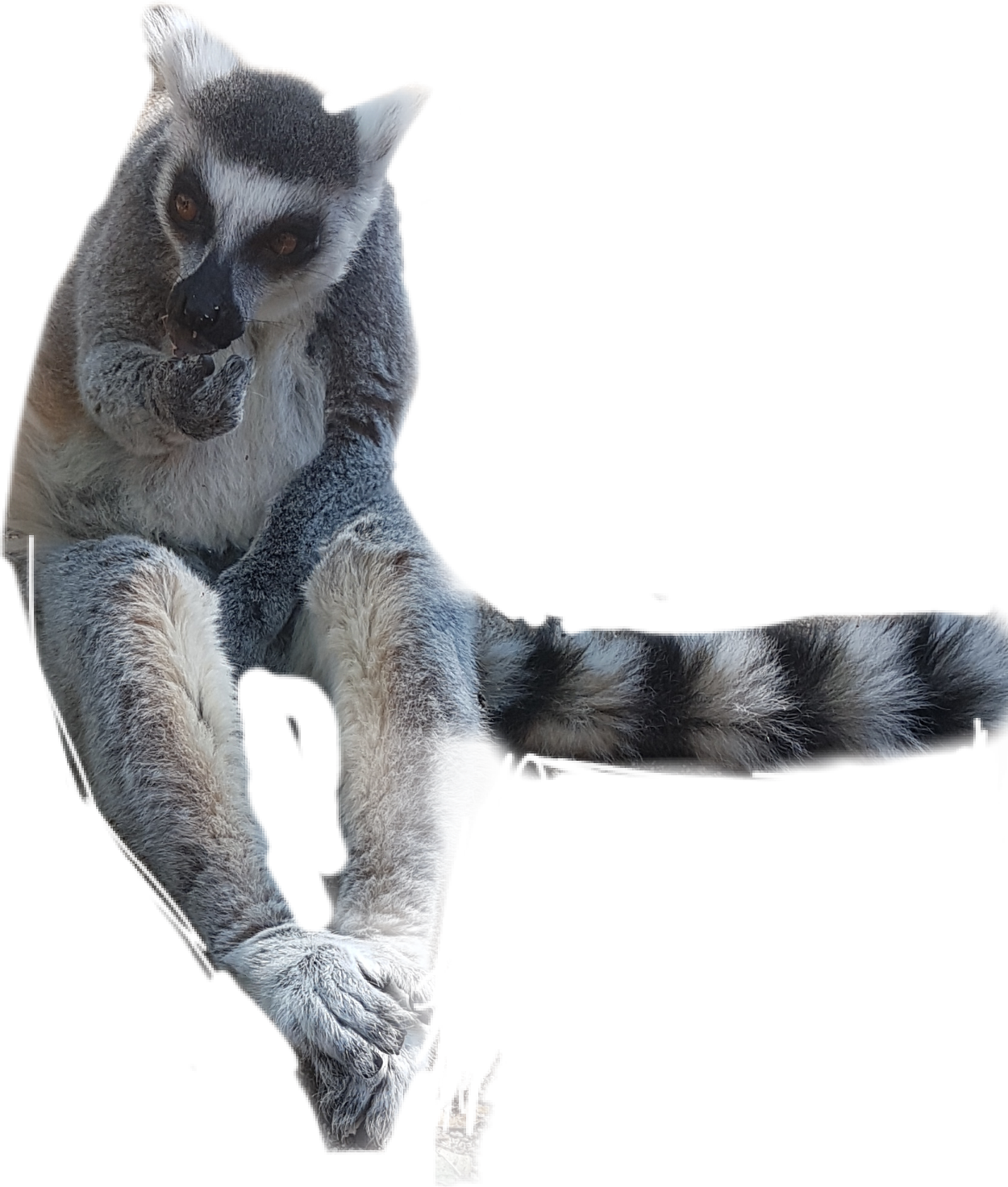 Ringtailed Lemur Perched PNG Image