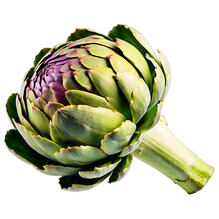 Ripe Artichoke Png Das45 PNG Image