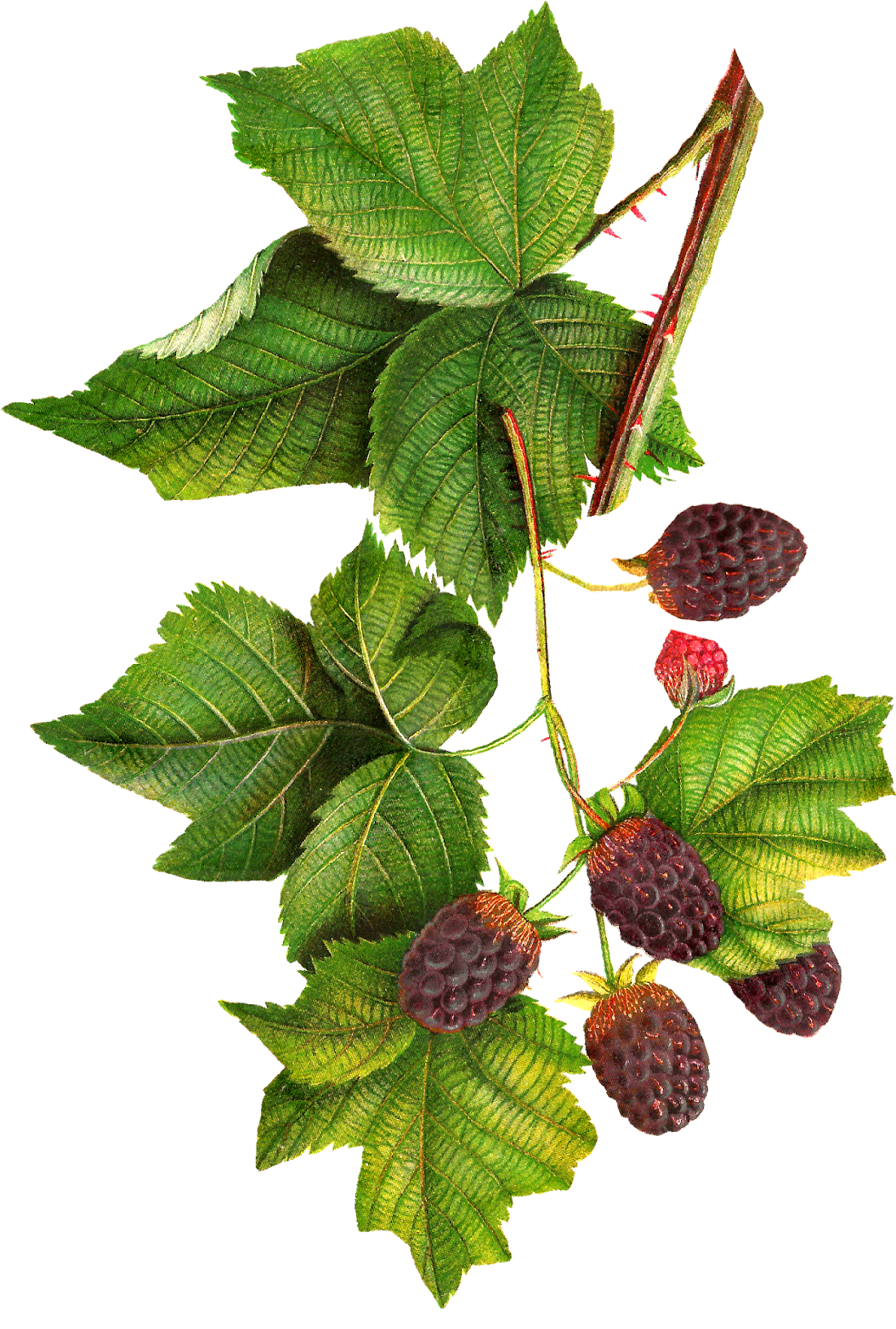 Ripe Blackberrieson Branch PNG Image