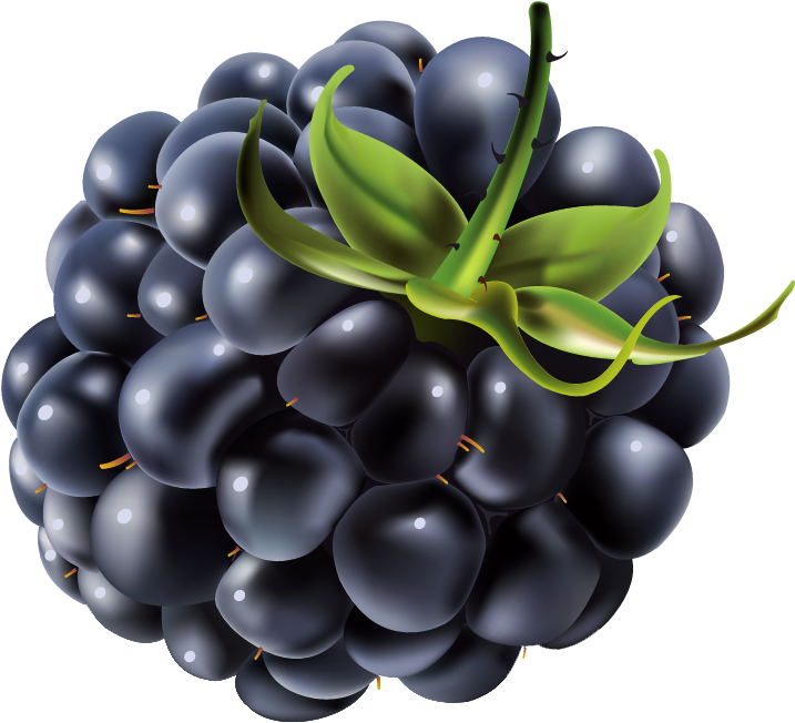 Ripe Blackberry Cluster Illustration PNG Image