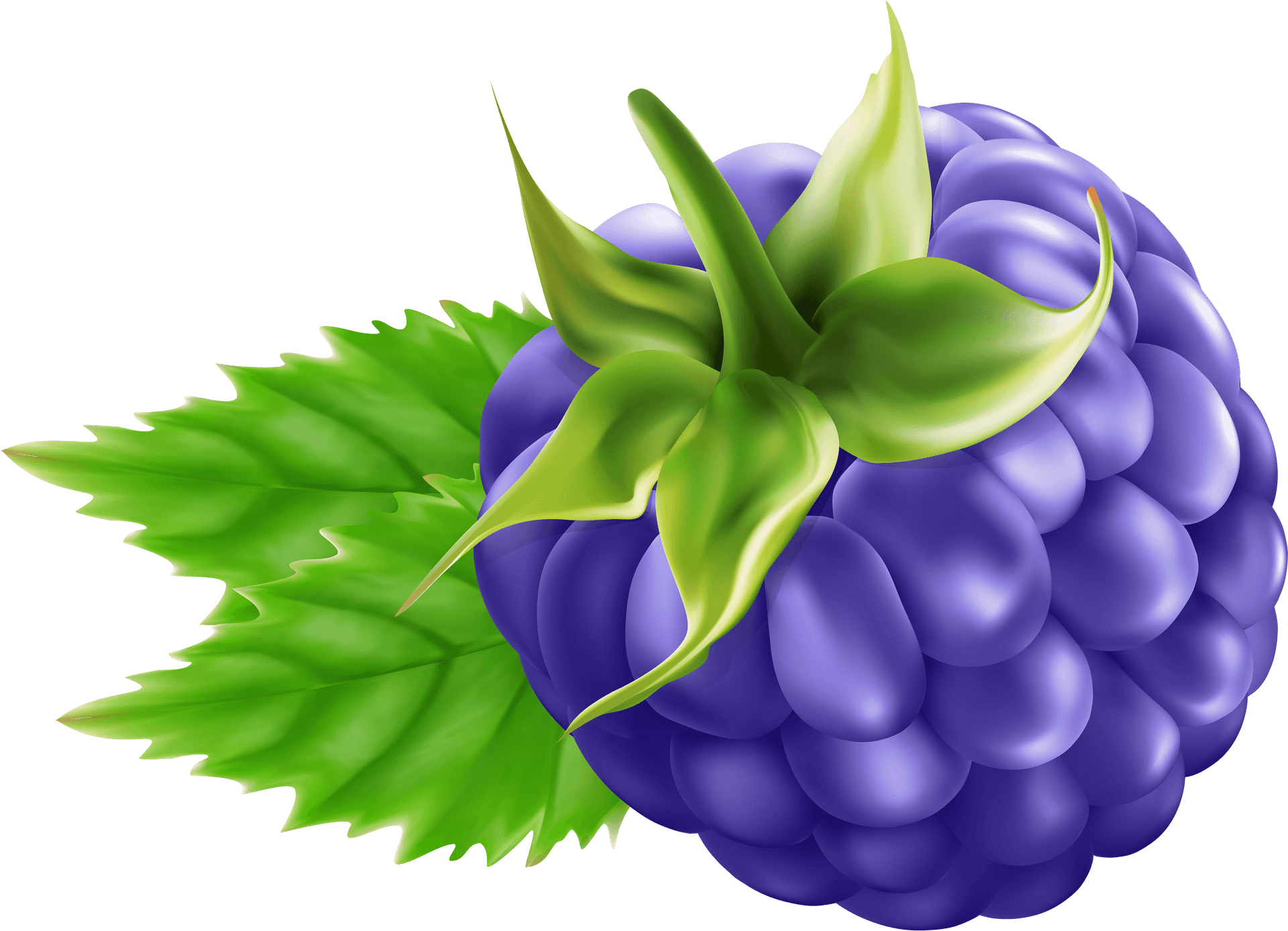 Ripe Blackberry Illustration PNG Image