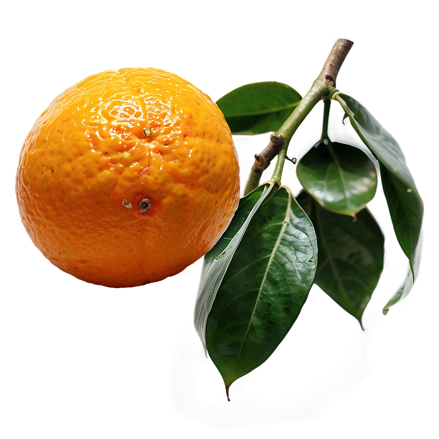 Ripe Orange Fruit Png 05032024 PNG Image