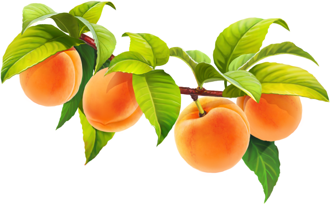 Ripe Peacheson Branch PNG Image