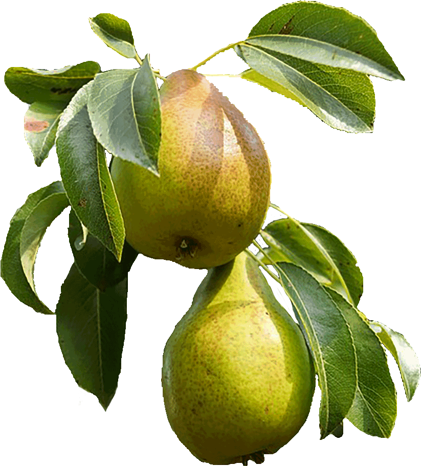 Ripe Pearson Branch PNG Image