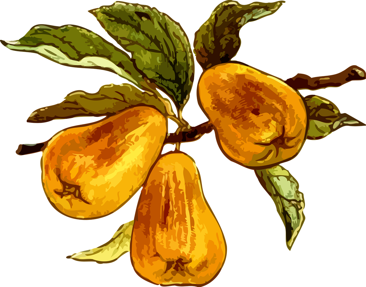 Ripe Pearson Branch PNG Image