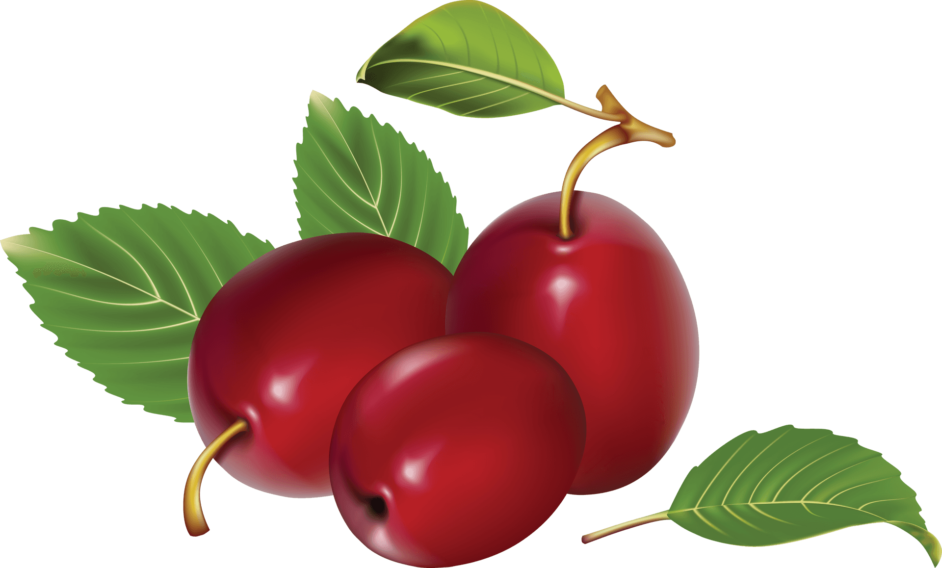 Ripe Plums Illustration PNG Image