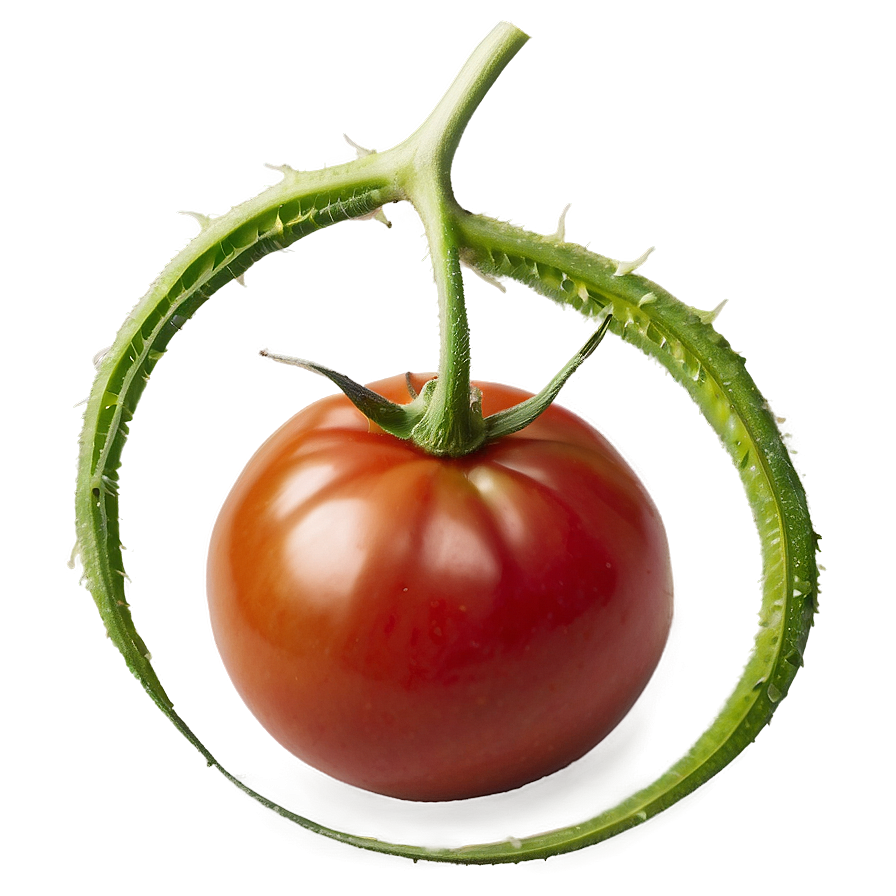 Ripe Red Tomato Png 59 PNG Image