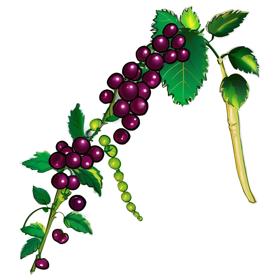 Ripening Grapevine Illustration PNG Image