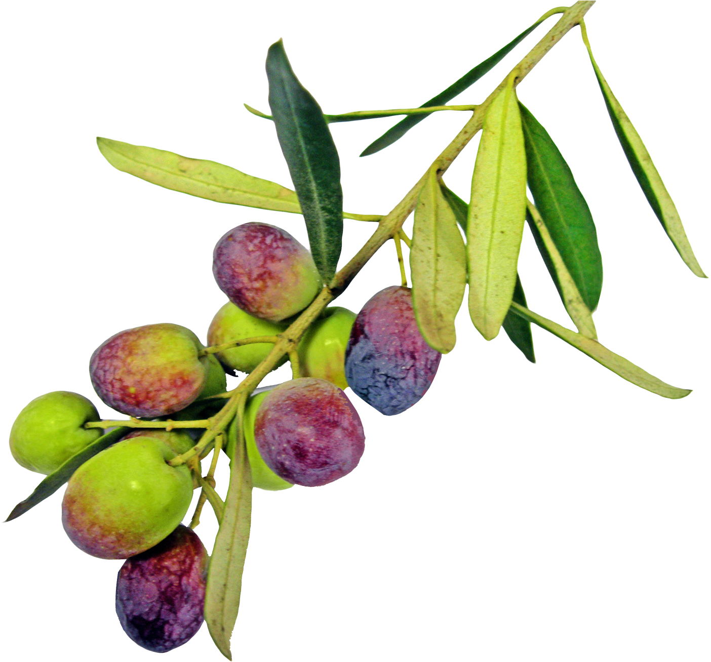 Ripening Olive Branch PNG Image