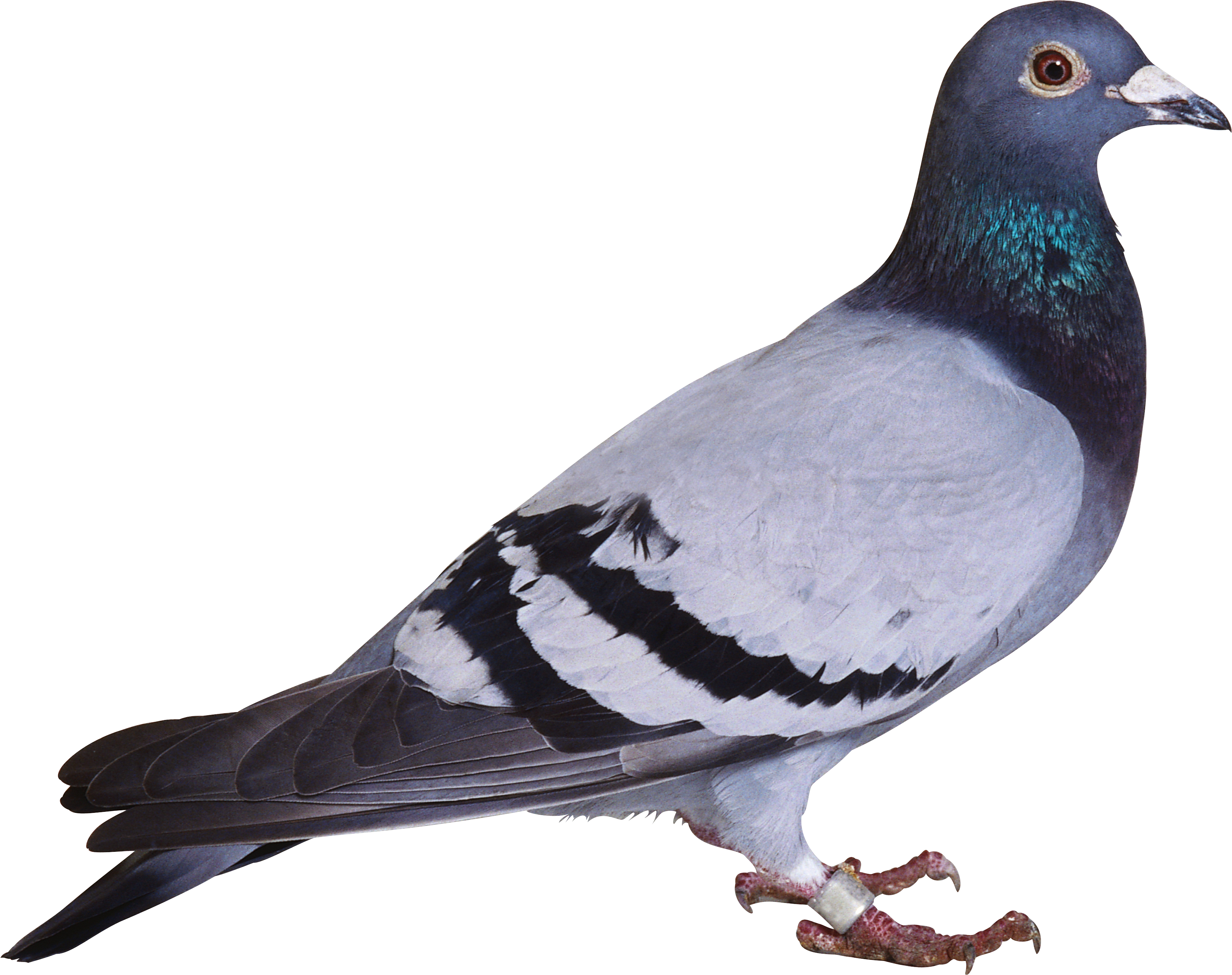 Rock Pigeon Profile View PNG Image