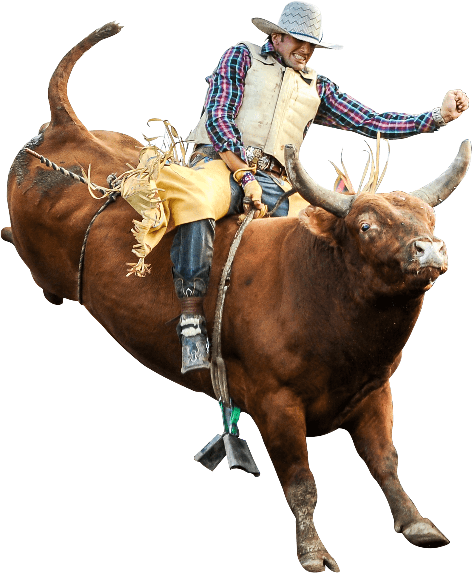 Rodeo Bull Riderin Action PNG Image