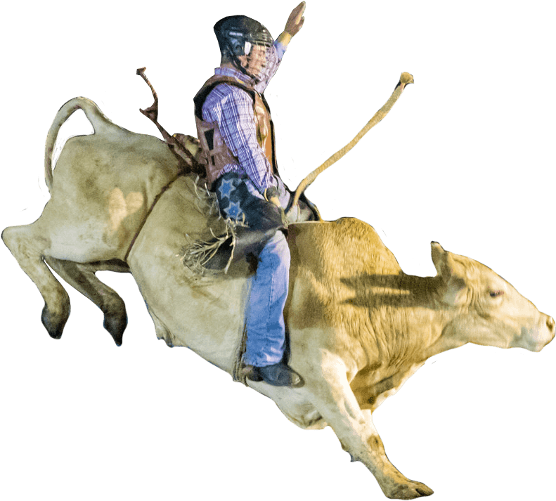 Rodeo Bull Riding Action PNG Image