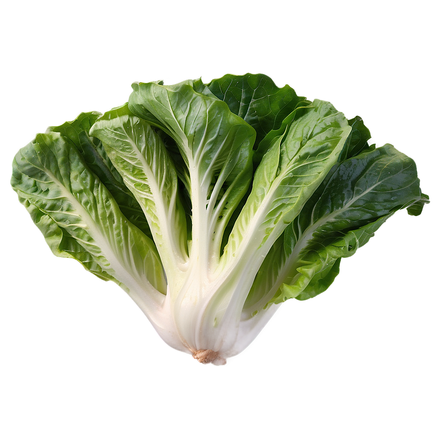 Romaine Lettuce Png Xay PNG Image