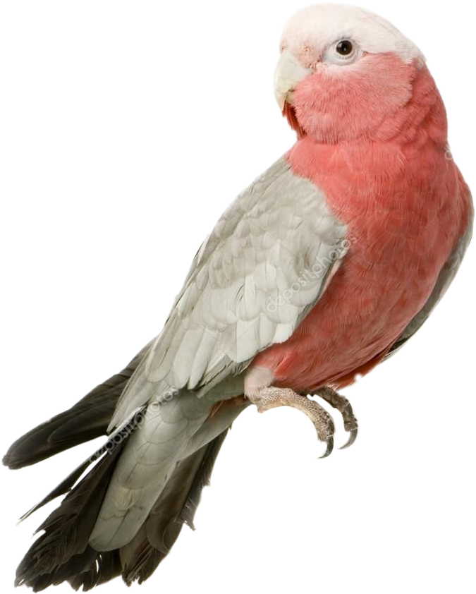 Rose Breasted Cockatoo Profile PNG Image