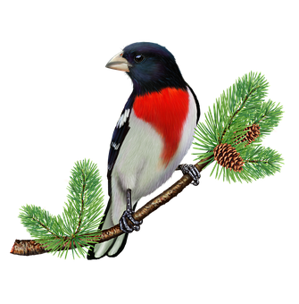 Rose Breasted Grosbeakon Pine Branch PNG Image