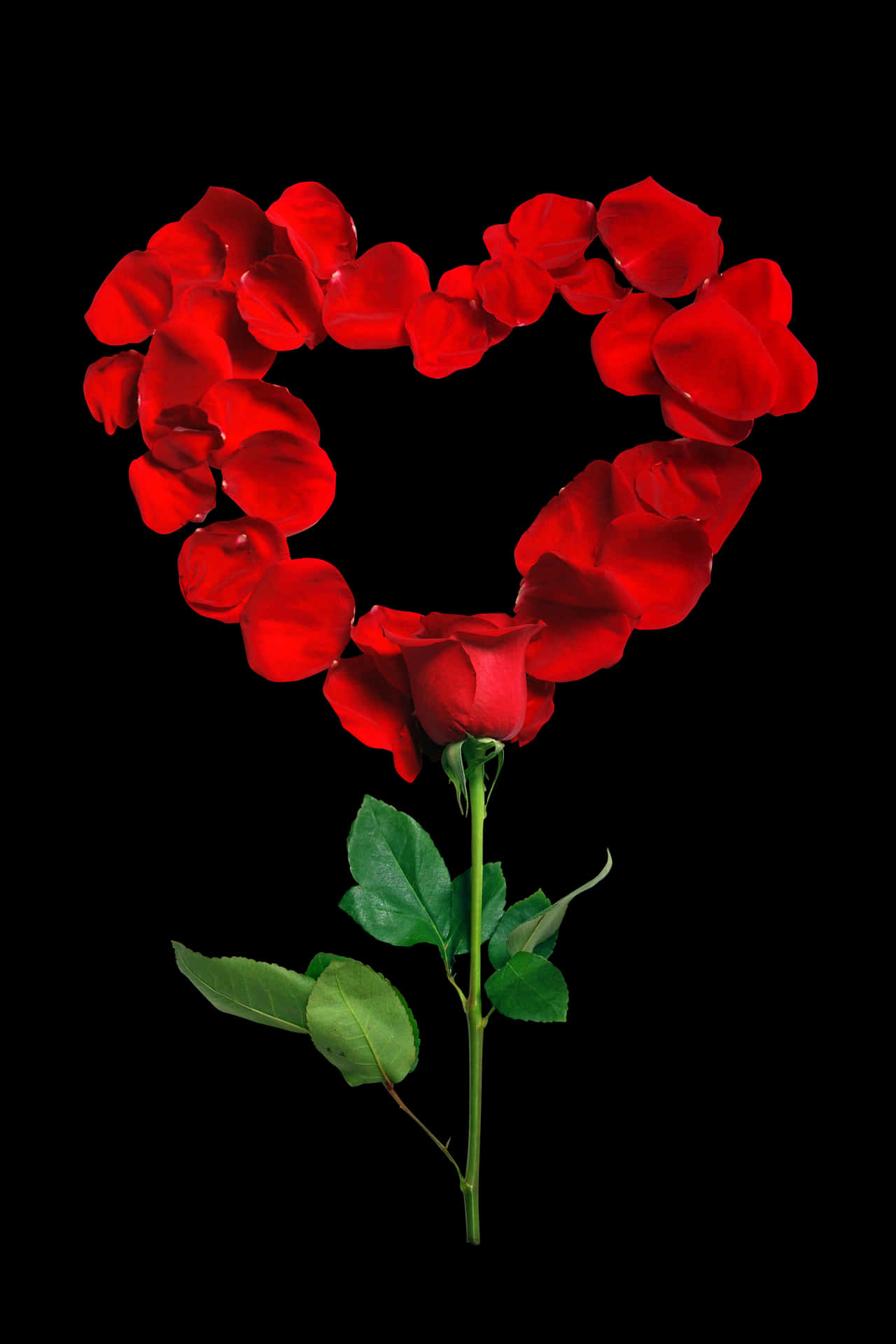 Rose Petal Heart Formation PNG Image