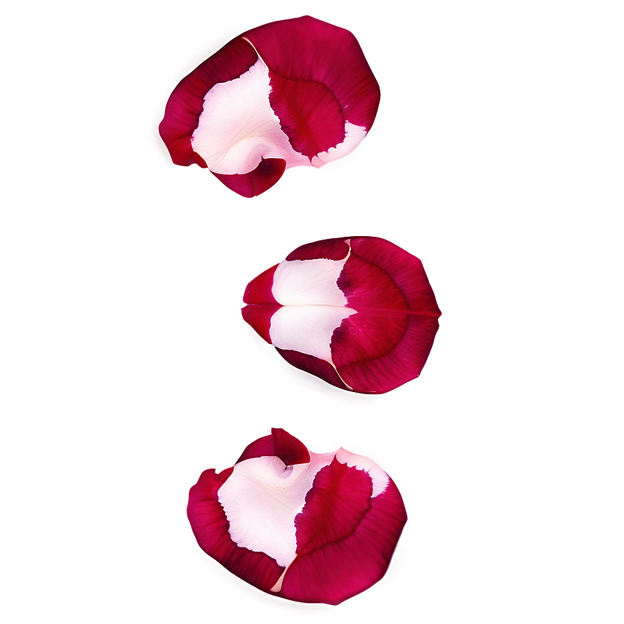 Rose Petals Texture Png Qgm33 PNG Image