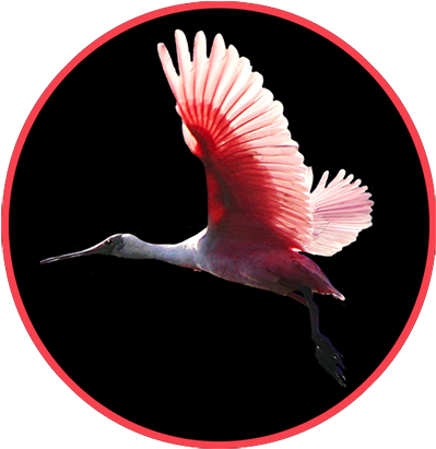 Roseate Spoonbill In Flight PNG Image