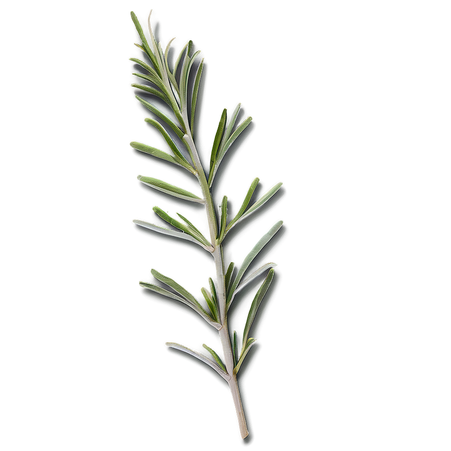 Rosemary B PNG Image