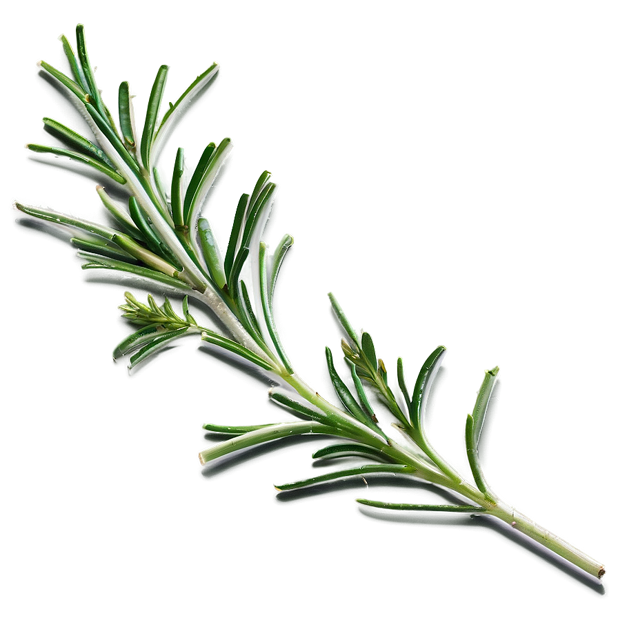 Rosemary C PNG Image