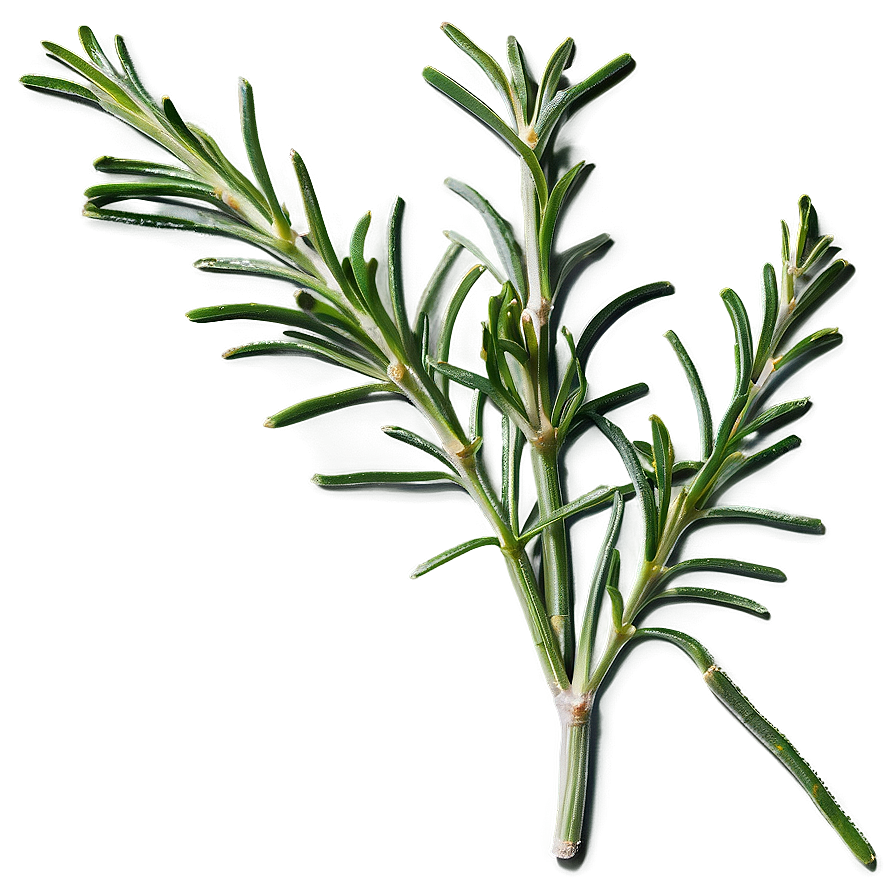 Rosemary Culinary Enhancement Png 06122024 PNG Image