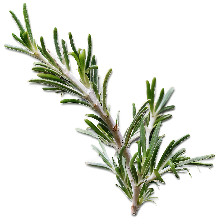 Rosemary Culinary Enhancement Png 29 PNG Image