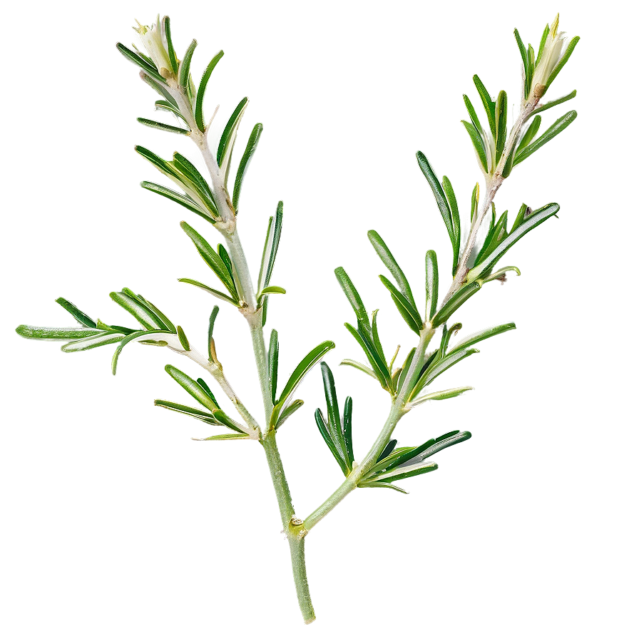 Rosemary D PNG Image