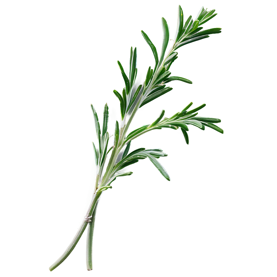 Rosemary Leaves Closeup Png 06122024 PNG Image