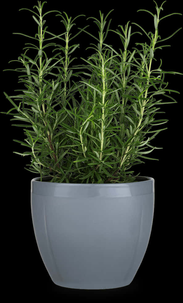 Rosemary Plantin Gray Pot PNG Image