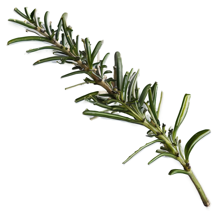 Rosemary Sketch Drawing Png 63 PNG Image