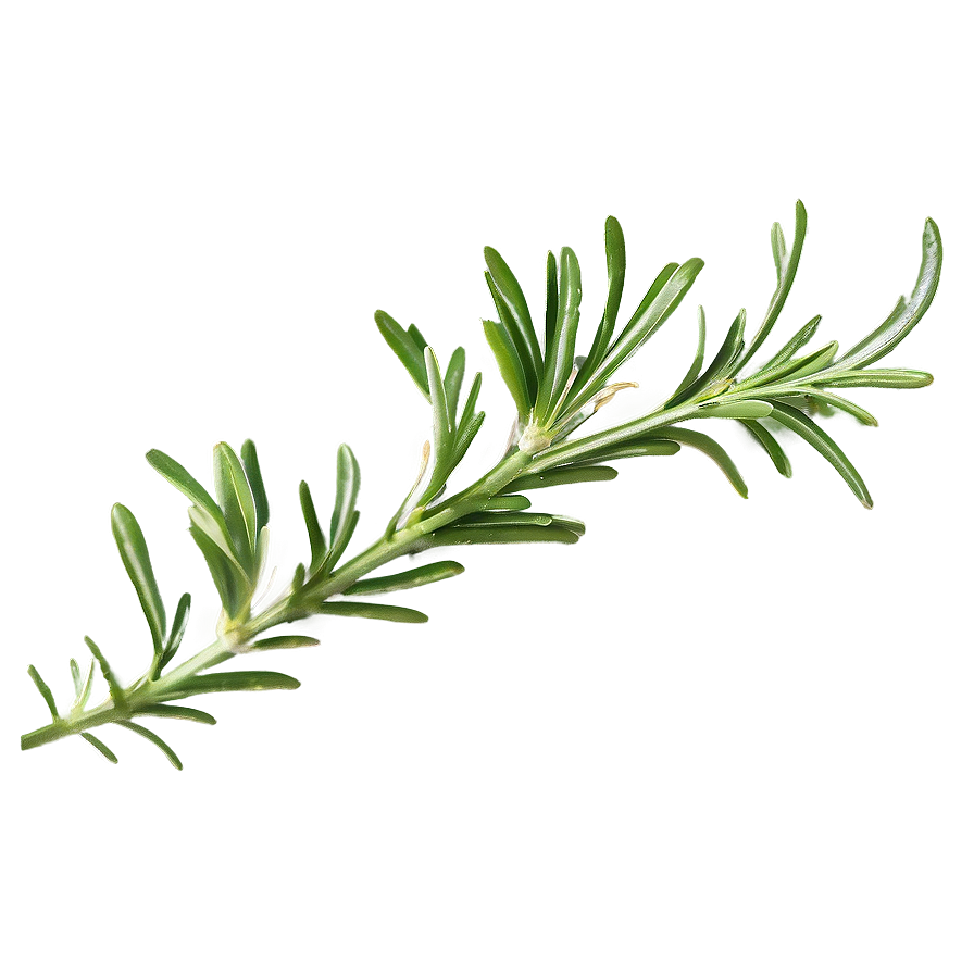 Rosemary Sketch Drawing Png Uqn79 PNG Image