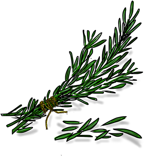 Rosemary Sprig Illustration PNG Image