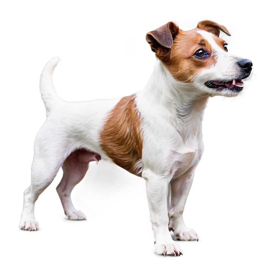 Rough Coat Jack Russell Png Dvc PNG Image