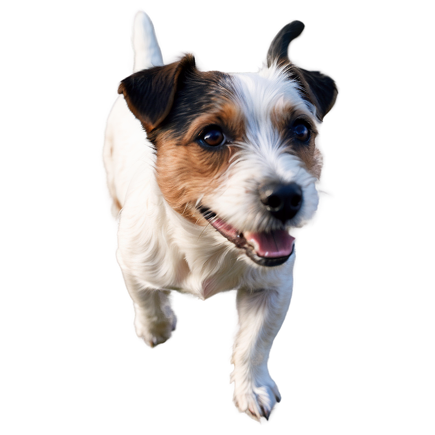 Rough Coat Jack Russell Png Pwk PNG Image