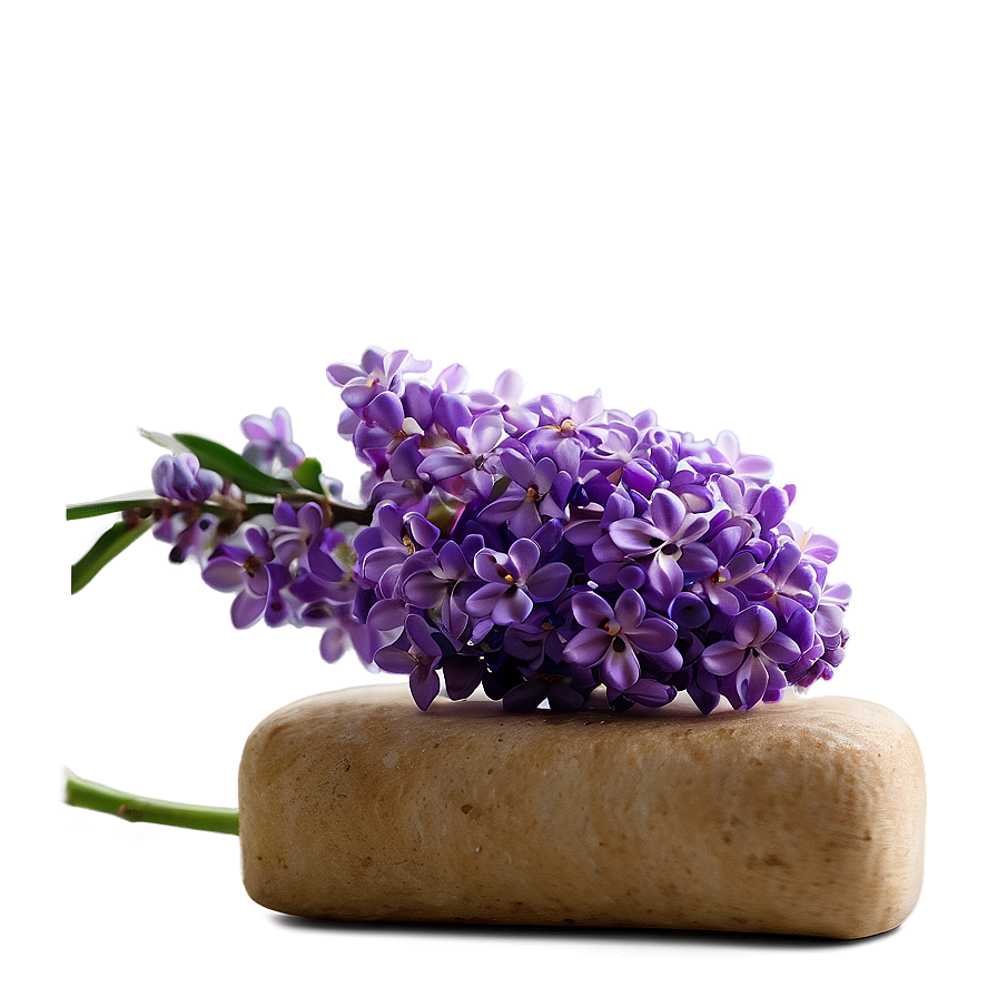 Royal Lilac Png Iht72 PNG Image