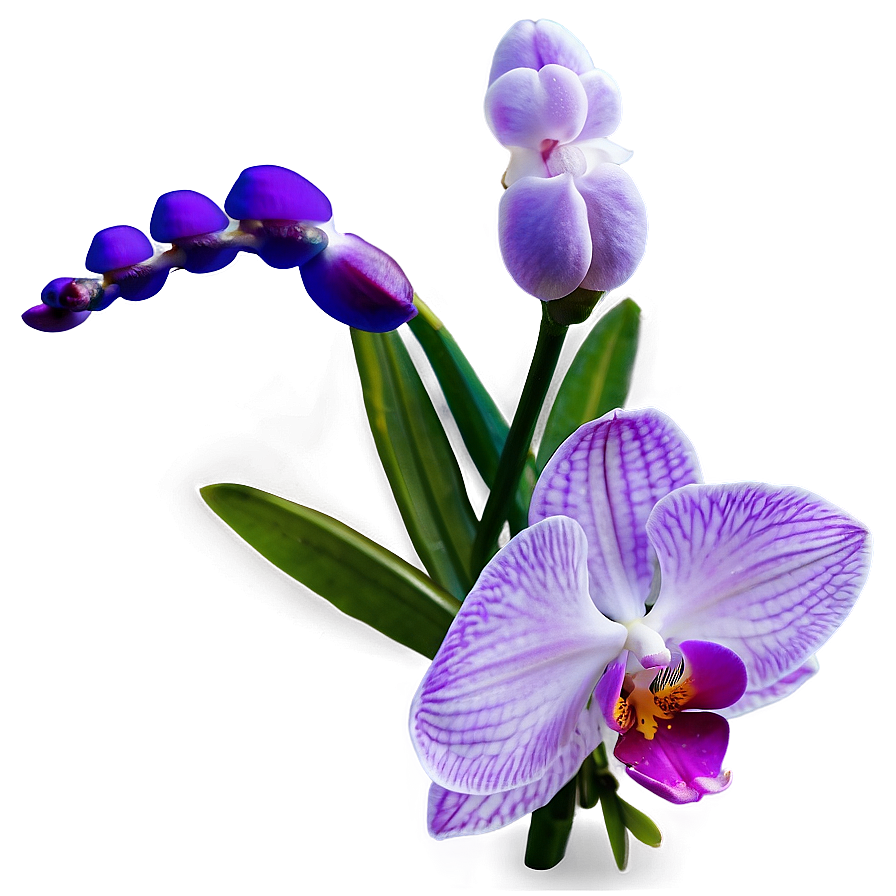 Royal Orchid Png Cci PNG Image