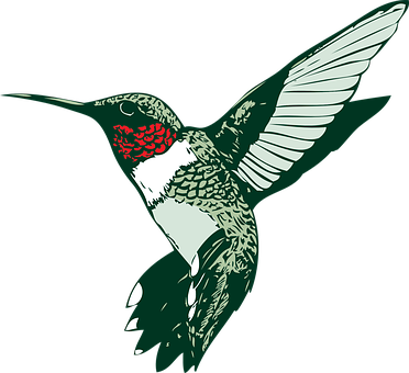 Ruby Throated Hummingbird Illustration PNG Image