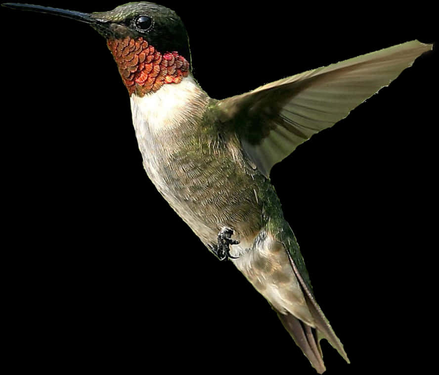 Ruby Throated Hummingbird In Flight.jpg PNG Image