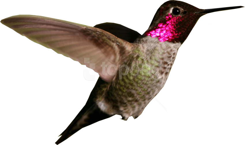 Ruby Throated Hummingbird In Flight.png PNG Image