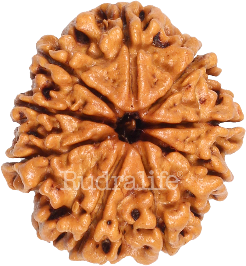 Rudraksha Bead Sacred Seed PNG Image