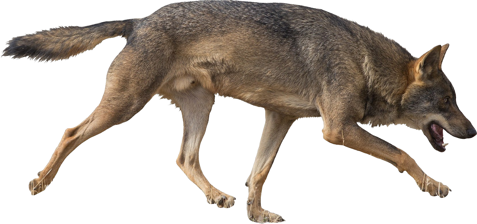 Running Coyote Transparent Background PNG Image