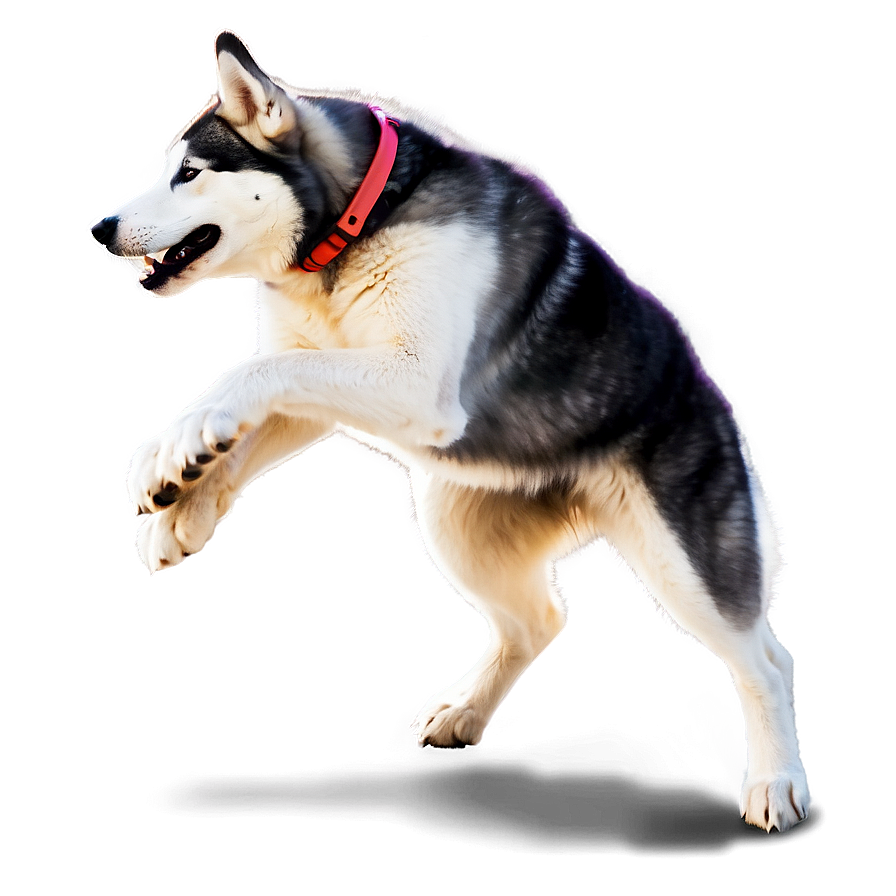 Running Husky Silhouette Png Get PNG Image