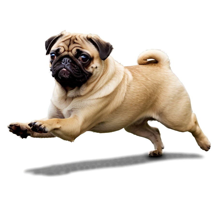 Running Pug Png 64 PNG Image