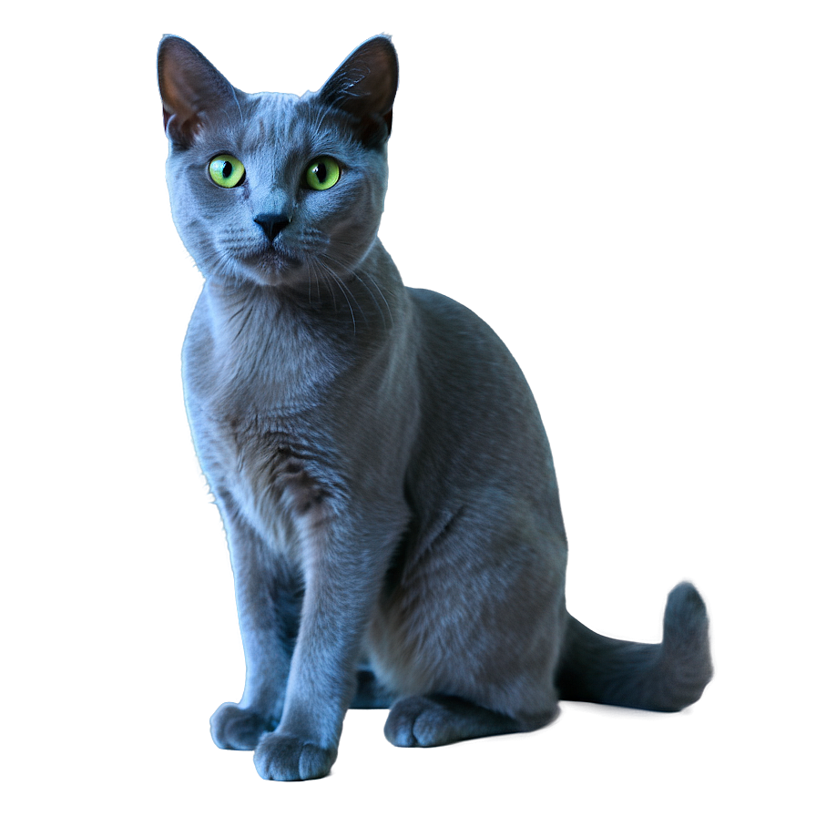 Russian Blue Cat A PNG Image