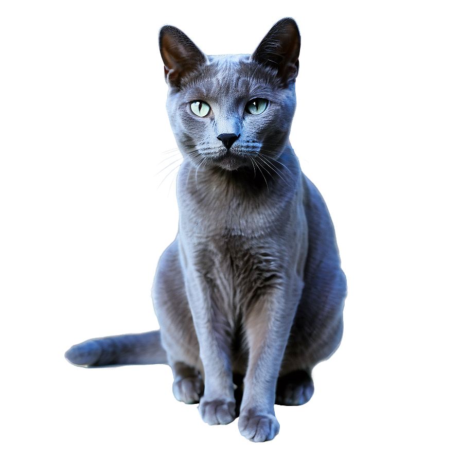 Russian Blue Cat In Elegant Pose Png 06272024 PNG Image