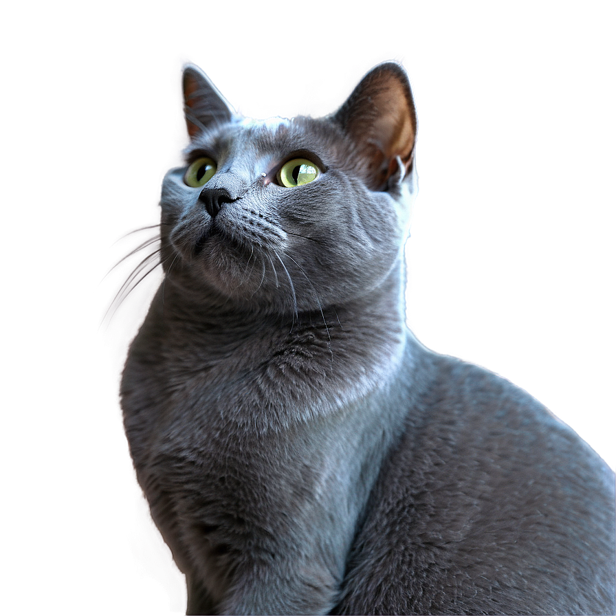 Russian Blue Cat In Elegant Pose Png 35 PNG Image