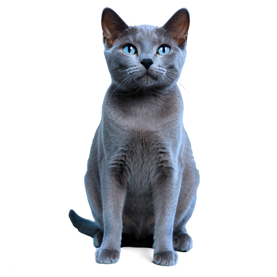 Russian Blue Cat Transparent Qpu58 PNG Image